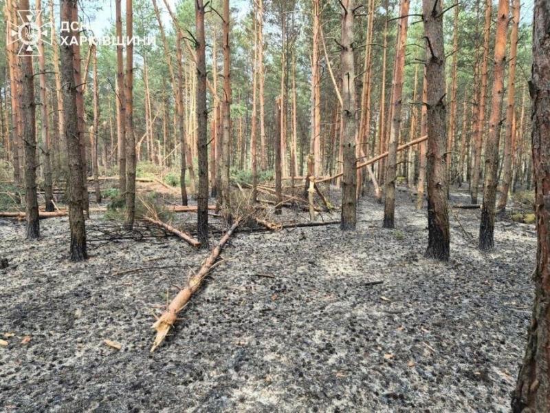 Пожежу в Студенці успішно згасили: постраждалі отримують фінансову підтримку.