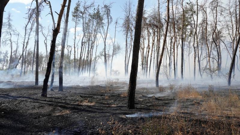 У Харкові спостерігається потужна лісова пожежа - Основні новини України