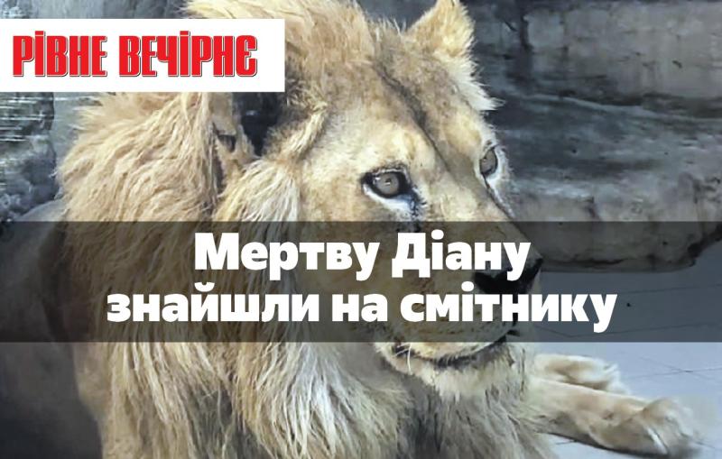 Лев на звалищі, конфлікт через вікна та насильство над дитиною. Місто - Огляд новин Рівного та околиць -- Рівне Вечірнє.